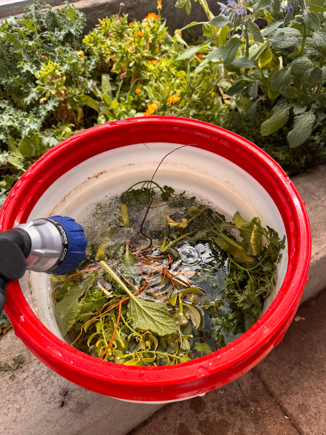 Backyard Soup, AKA Regenerative Farming