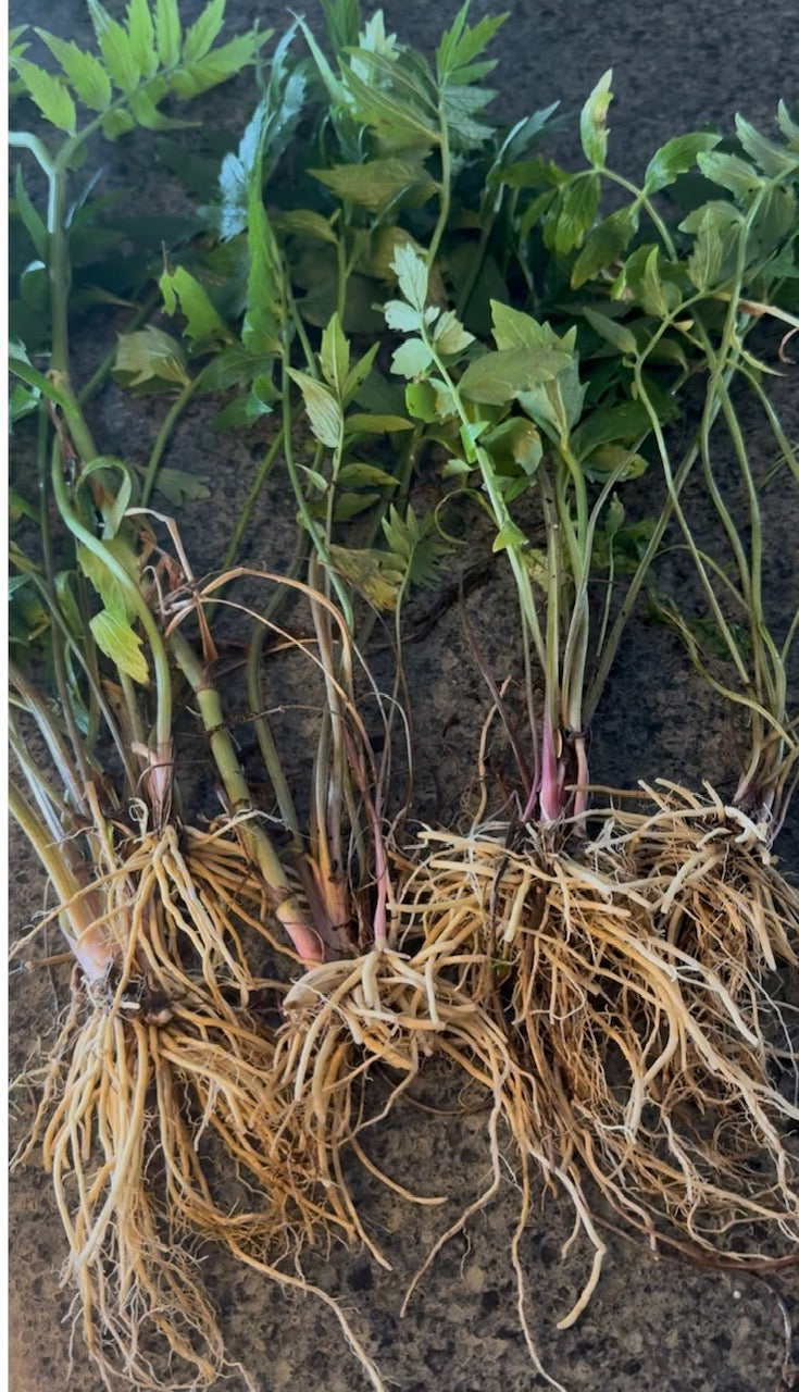 Valerian Root Tea! (cold infusion)