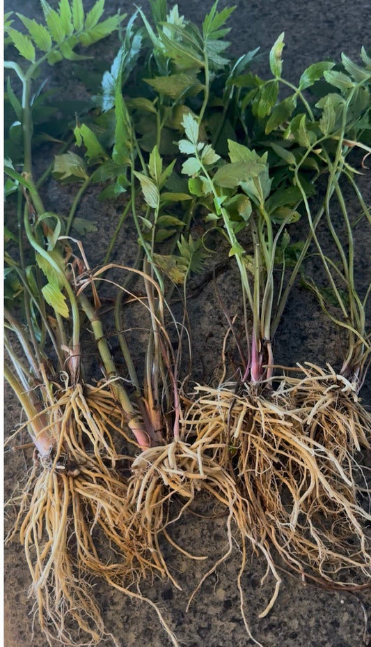 Valerian Root Tea! (cold infusion)