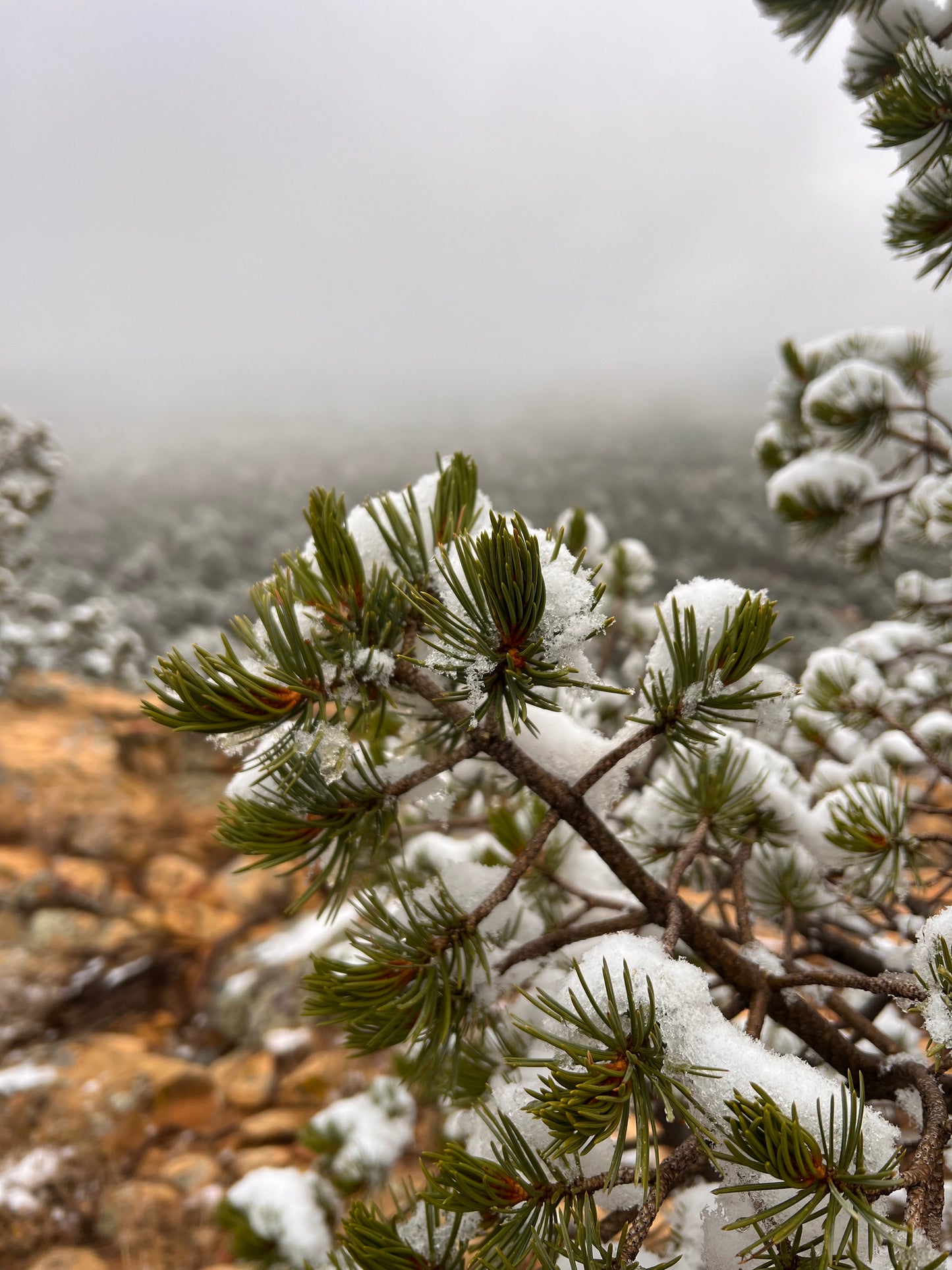 Piñon Beard Balm