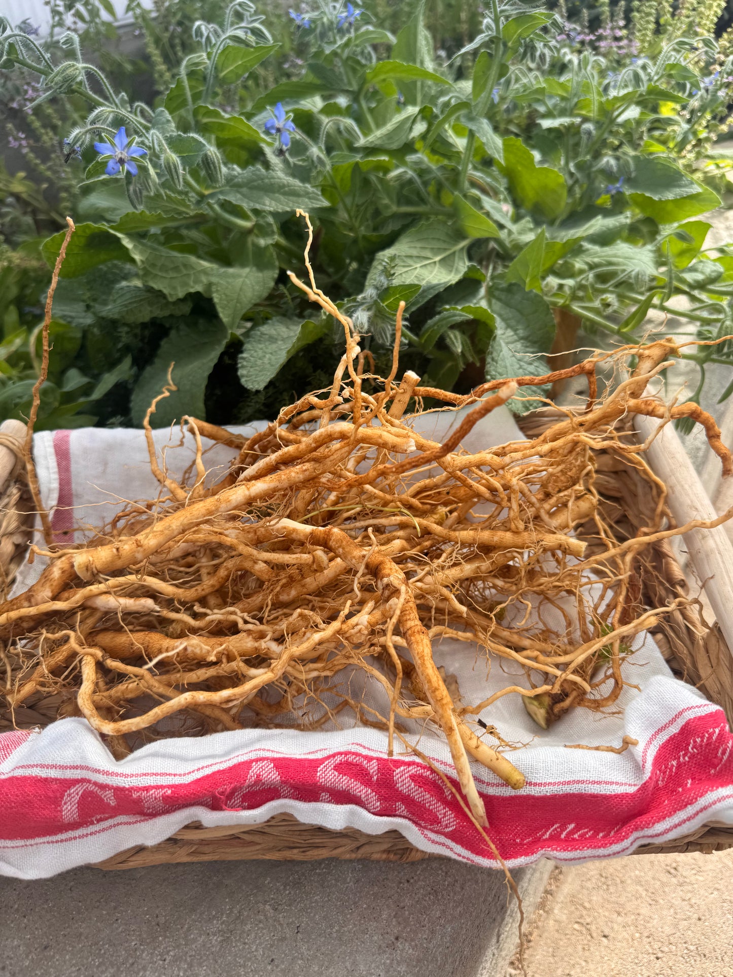 Fresh Ashwagandha Extract