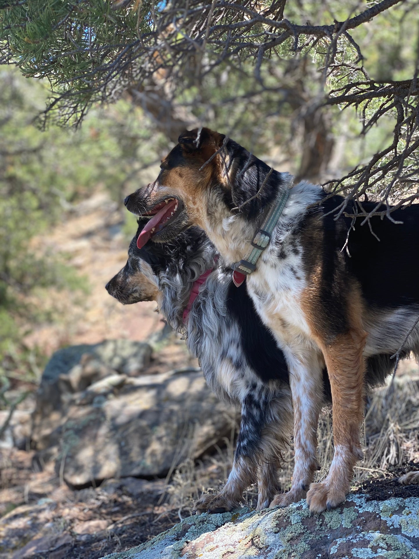 Desert Dog Paw Balm