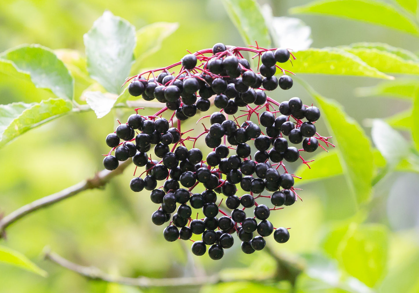 Elderberry Glycerine Extract