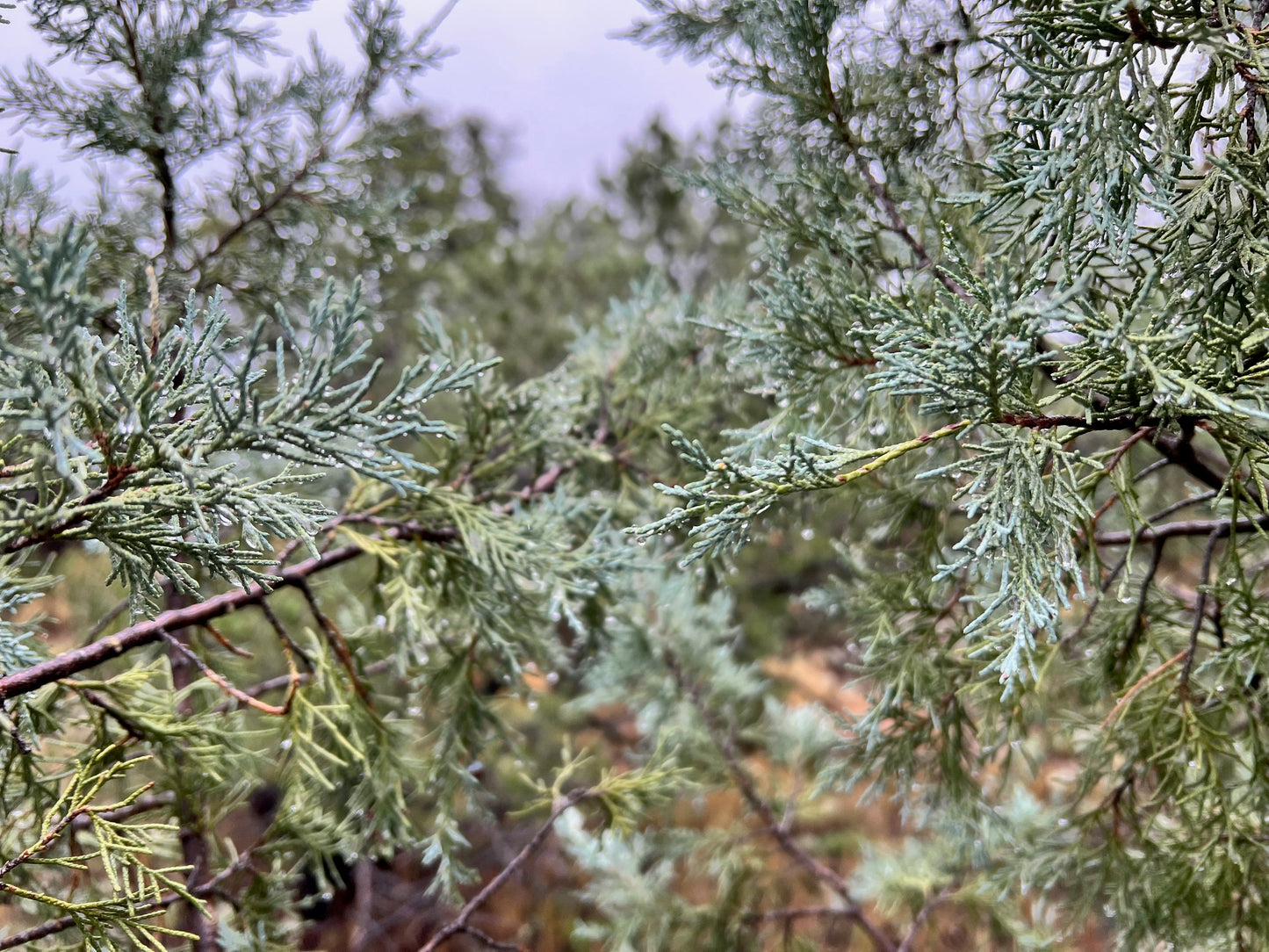 Santa Fe Juniper Salve