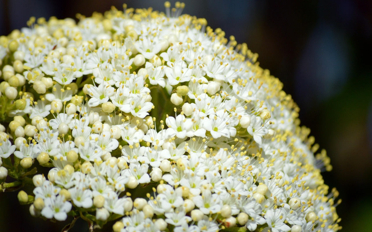 Elderberry Glycerine Extract