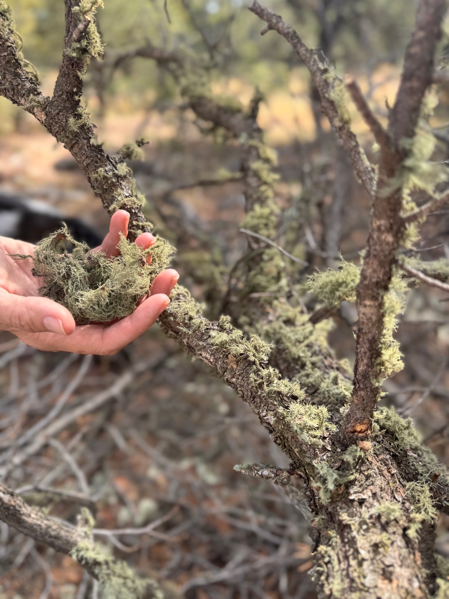 Fresh Usnea Extract