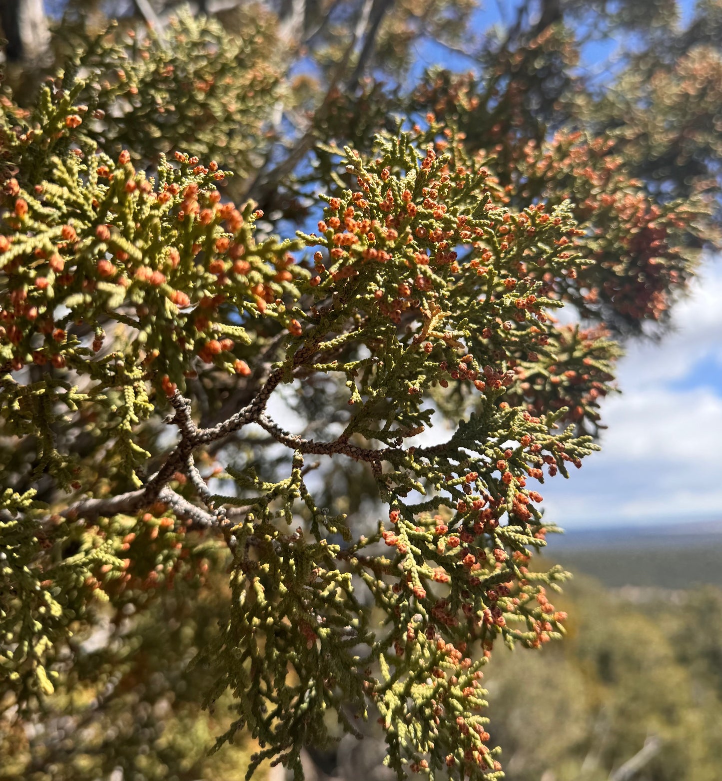 Juniper Anointing Oil