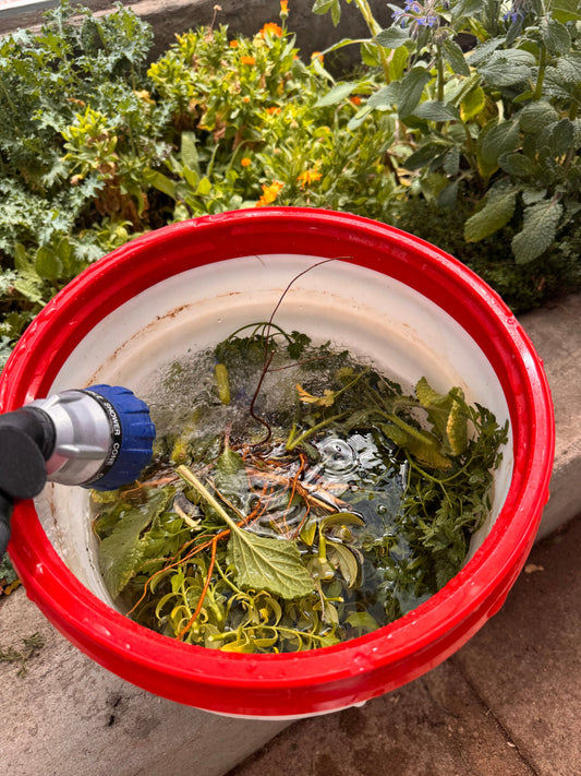 Backyard Soup, AKA Regenerative Farming