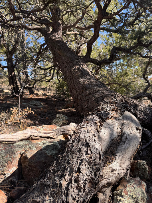 Silent Resilience