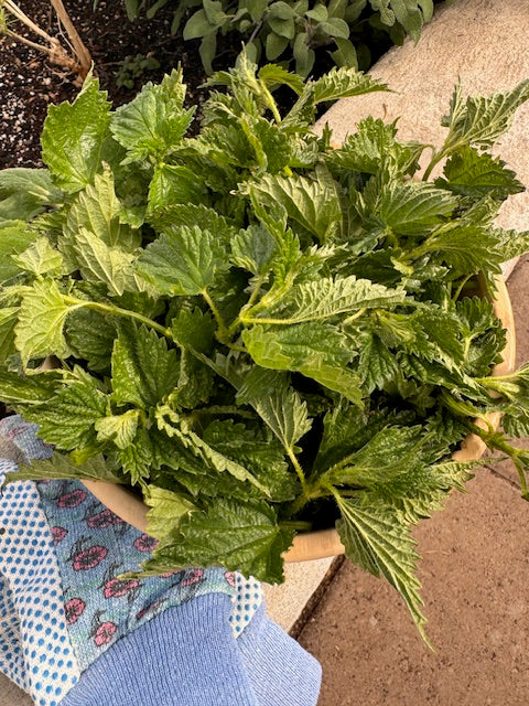 Springtime Nettles!!
