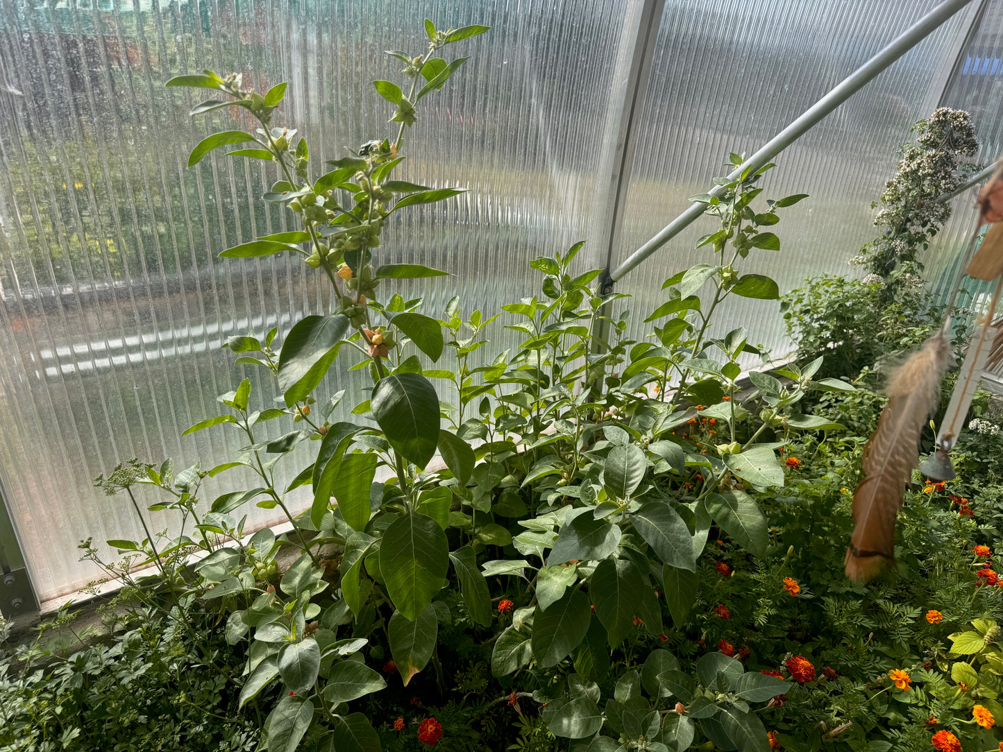 Fresh Ashwagandha Extract