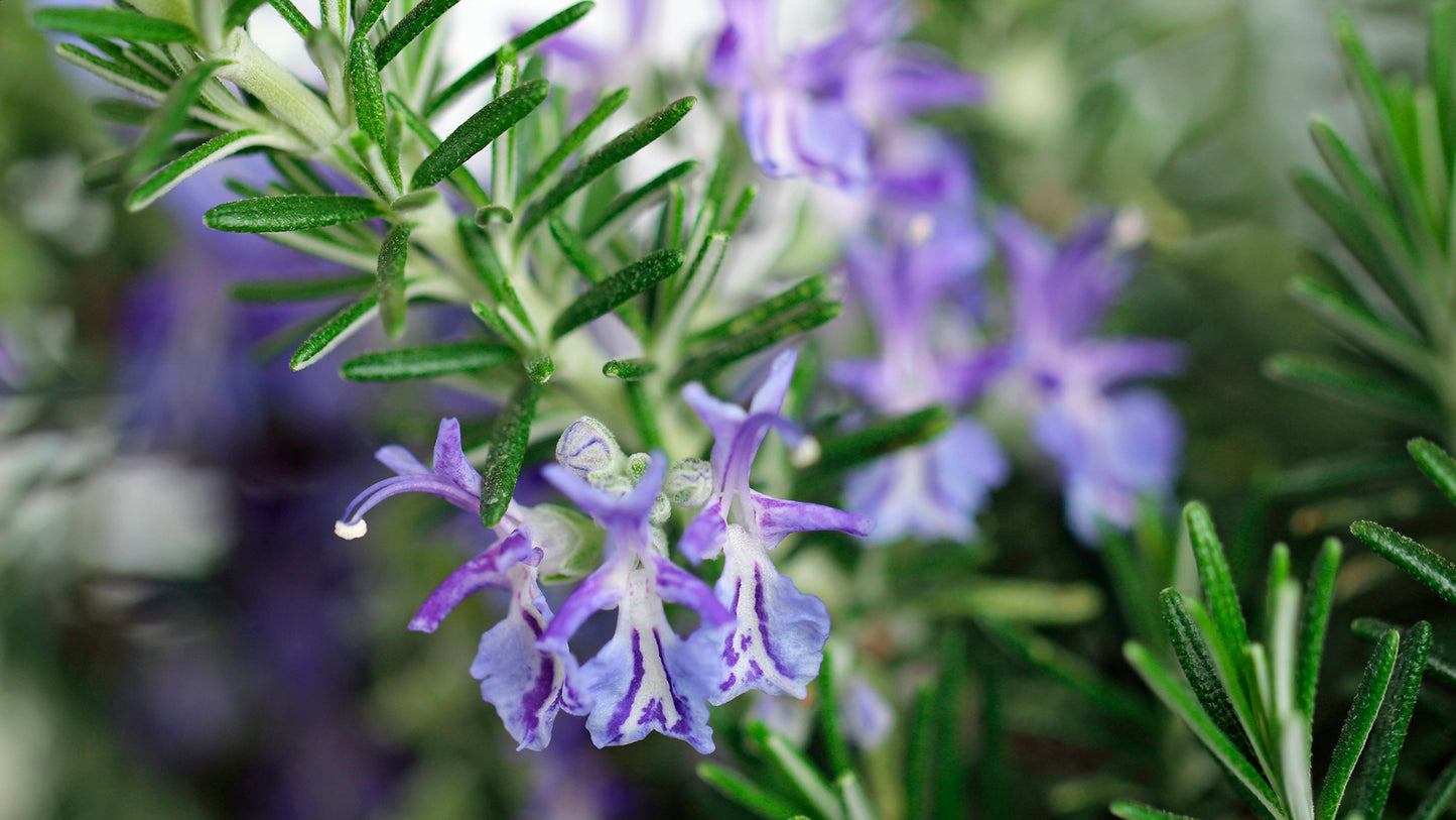 Rosemary Hair Oil