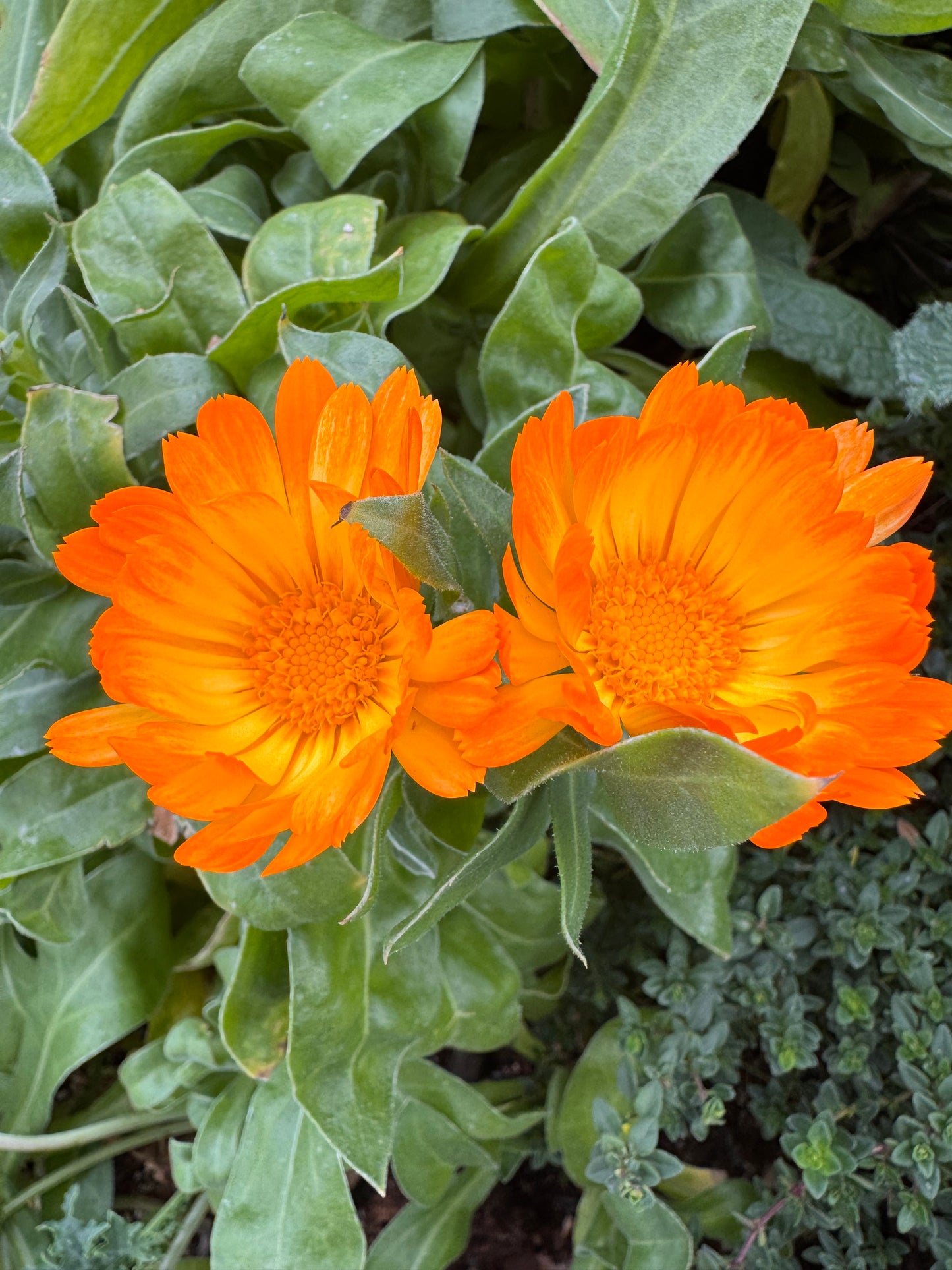 Calendula Facial Oil