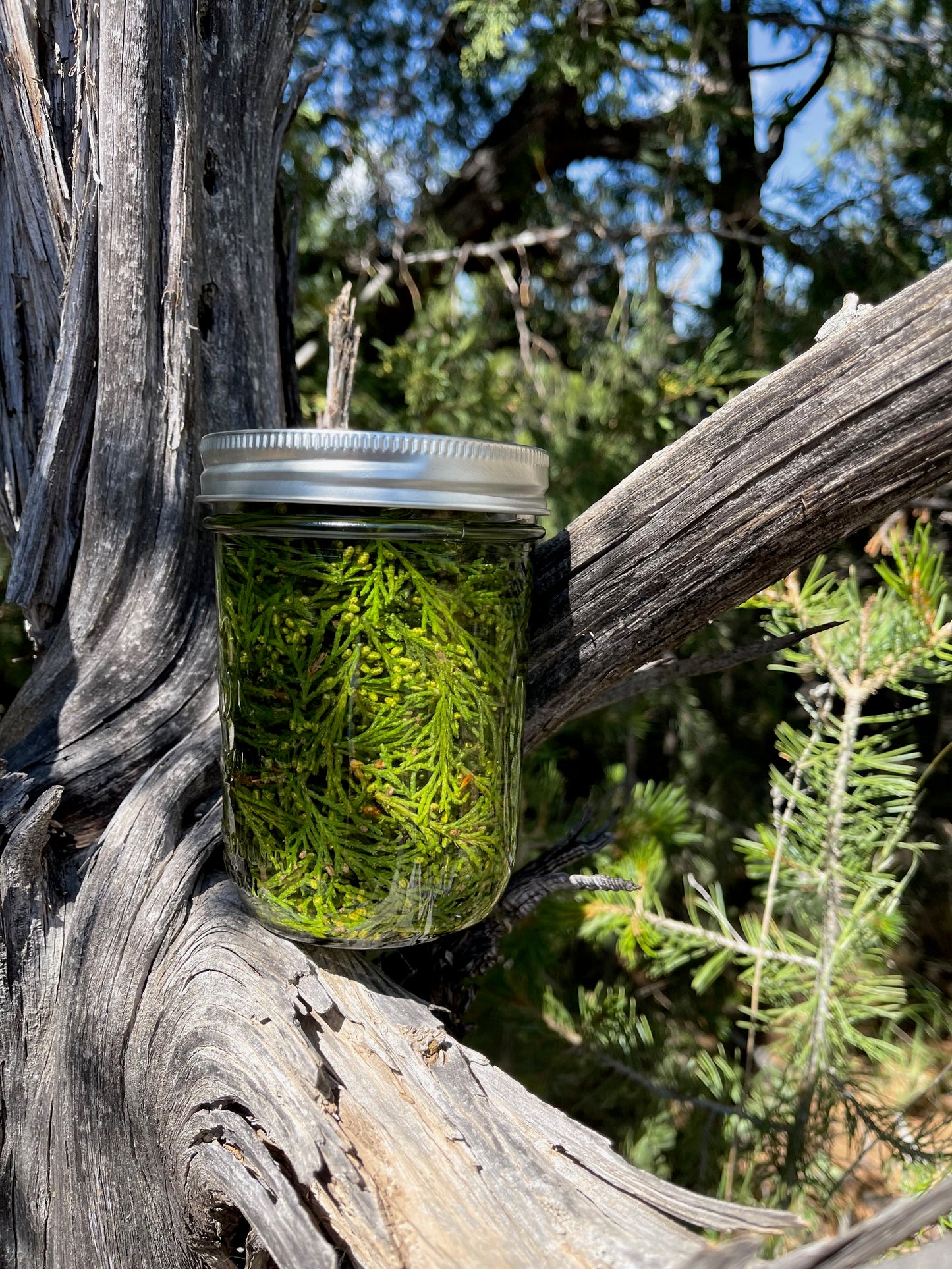 Juniper Anointing Oil