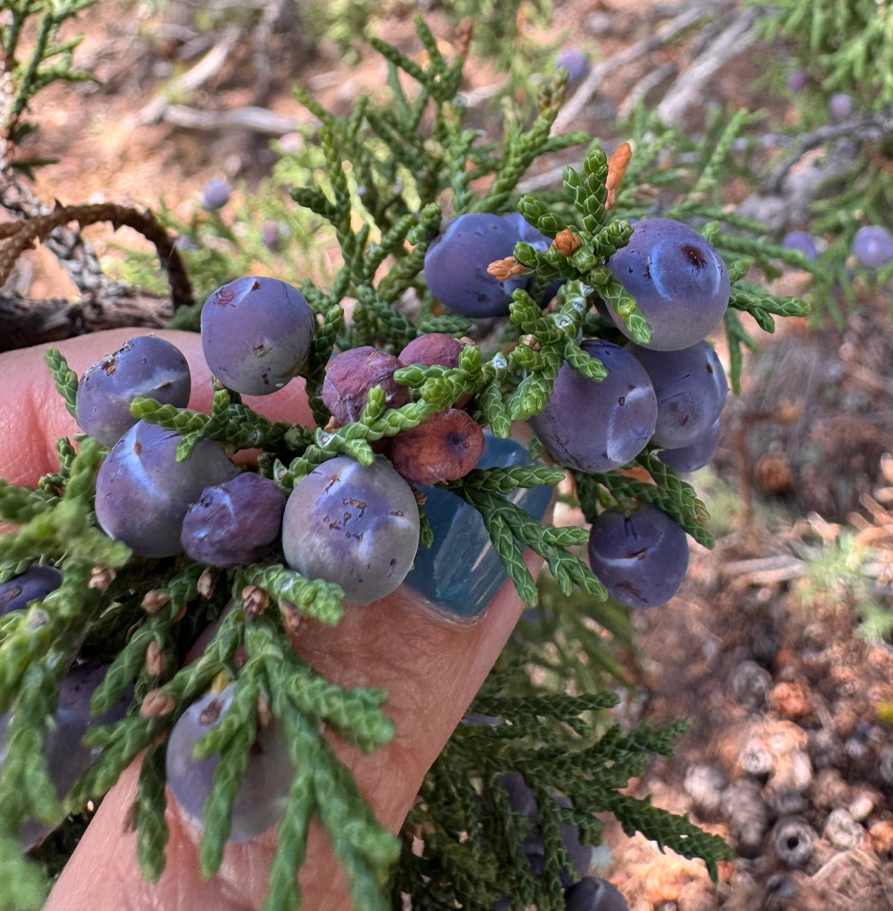 Santa Fe Juniper Salve