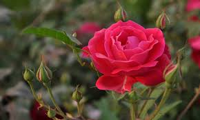 Rose Facial Hydrosol