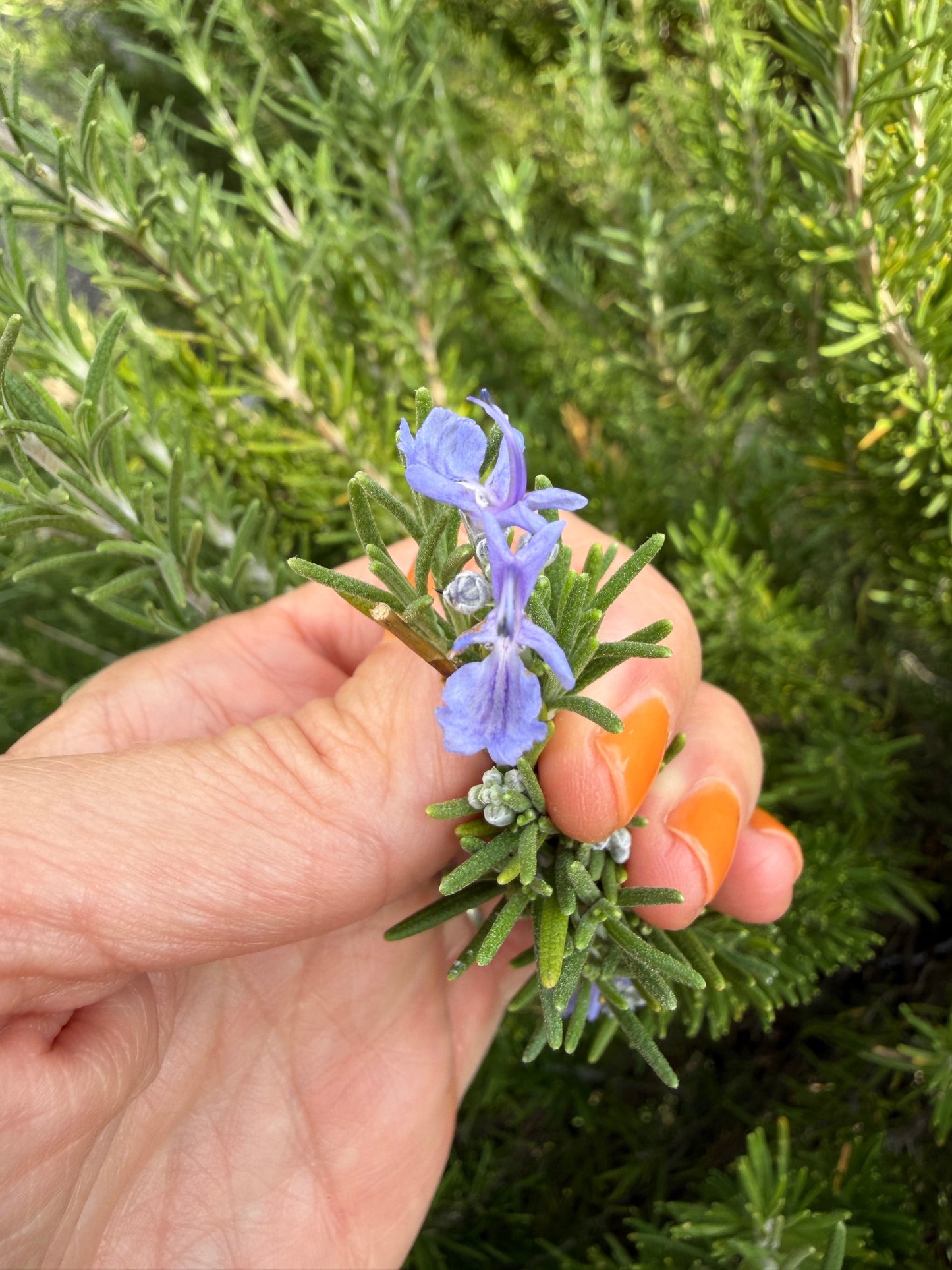 Rosemary Hair Oil