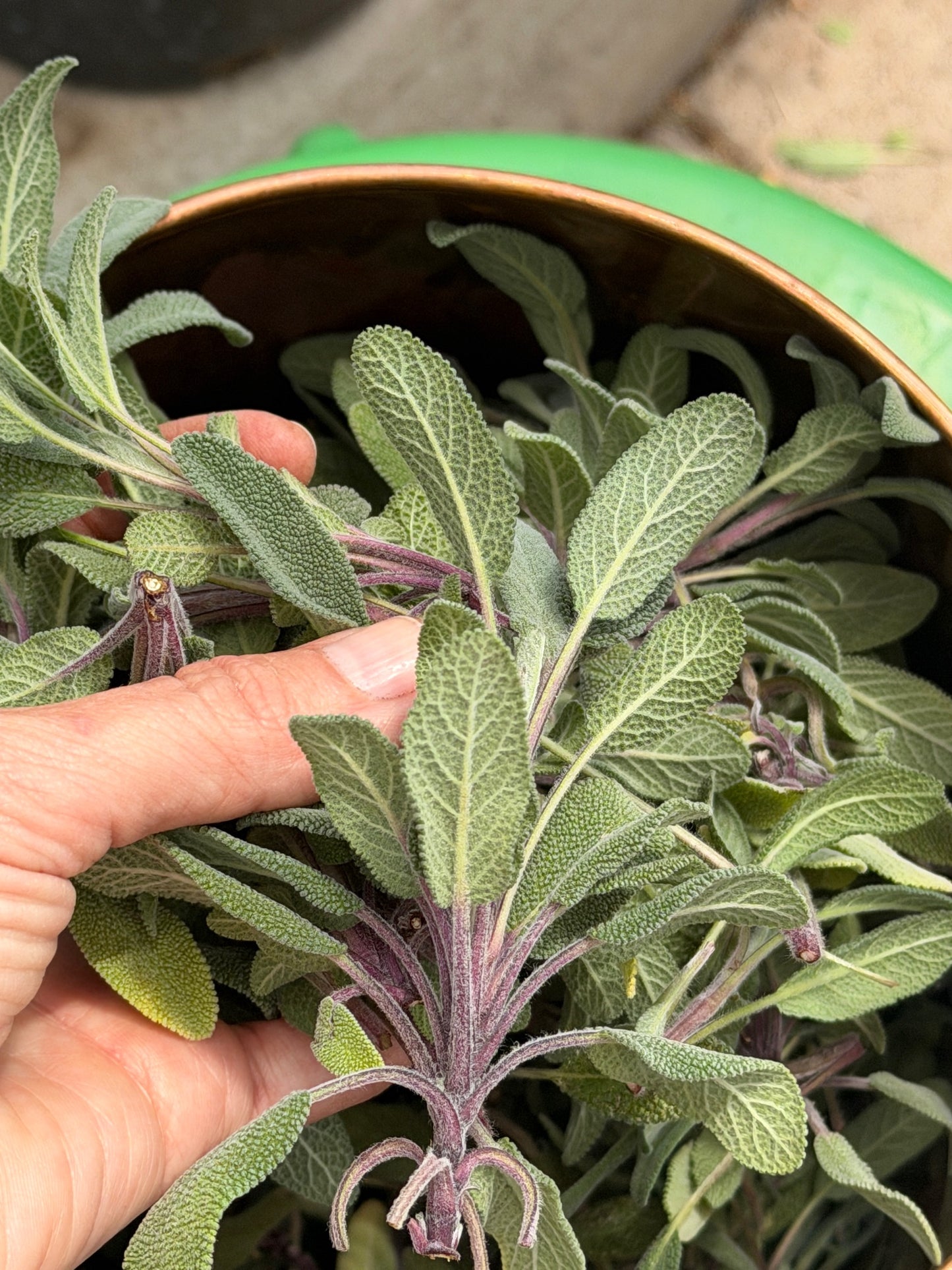 Sage Hydrosol