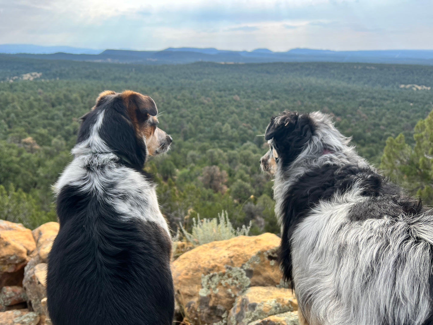 Desert Dog Paw Balm