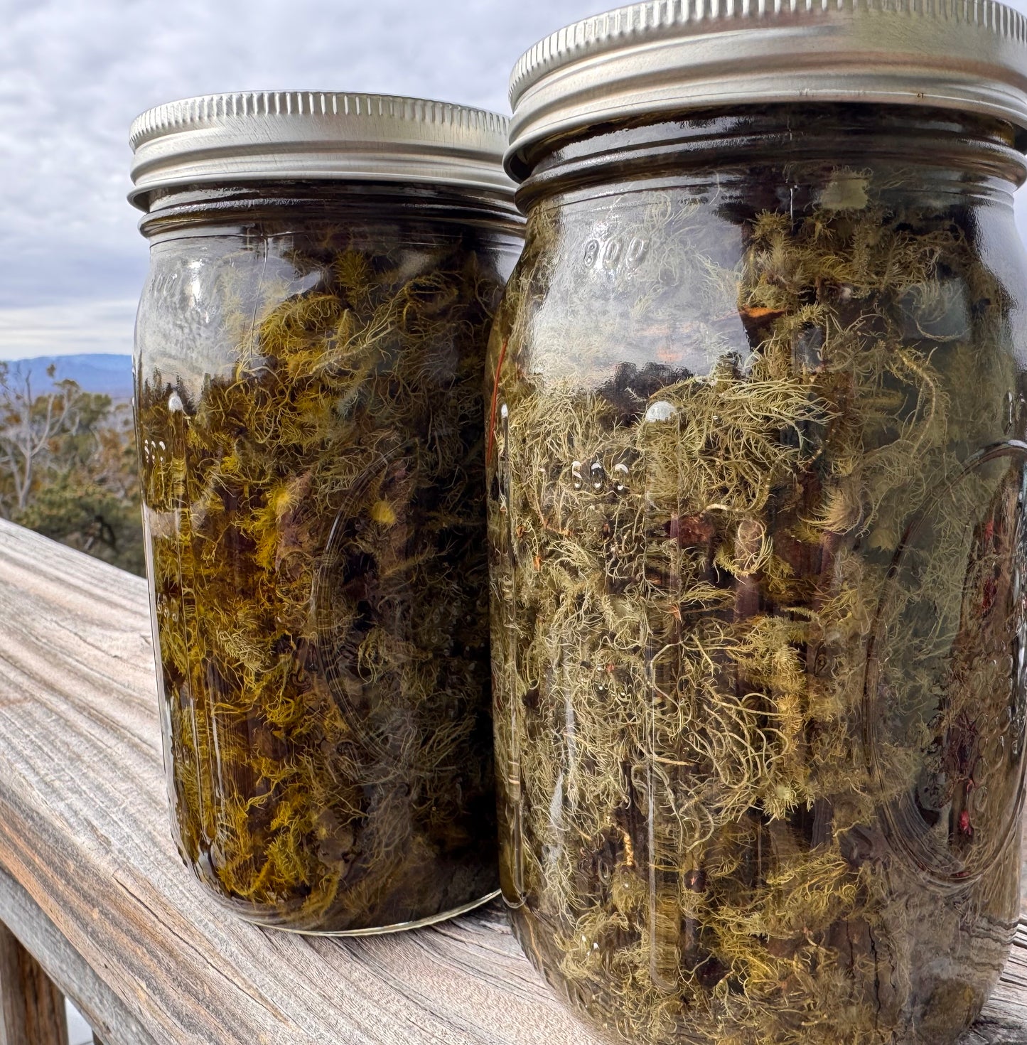 Fresh Usnea Extract